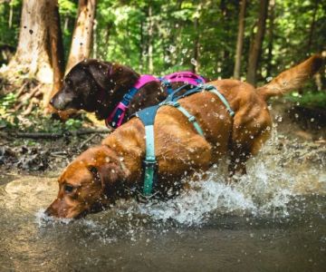Best Dog Harnesses for Outdoor Adventures: Comfort, Safety, and Durability