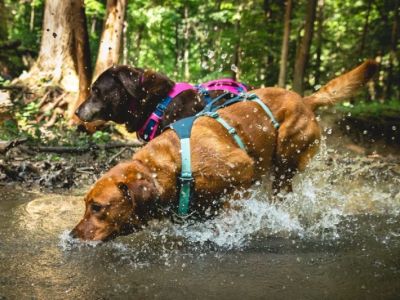 Best Dog Harnesses for Outdoor Adventures: Comfort, Safety, and Durability