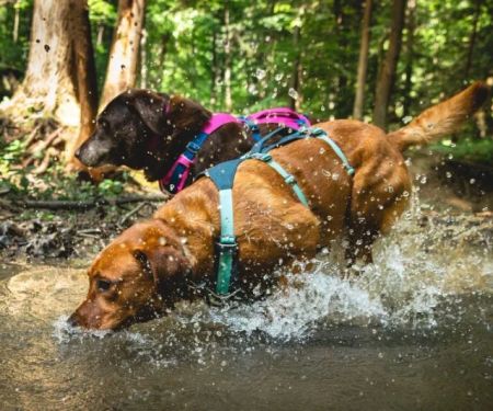 Best Dog Harnesses for Outdoor Adventures: Comfort, Safety, and Durability