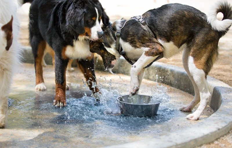 Why Dogs Paw at Their Water Bowl – Understanding the Behavior
