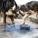 Why Dogs Paw at Their Water Bowl – Understanding the Behavior