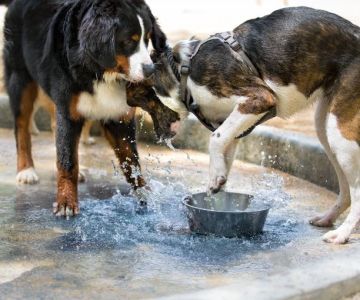 Why Dogs Paw at Their Water Bowl – Understanding the Behavior