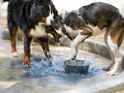 Why Dogs Paw at Their Water Bowl – Understanding the Behavior