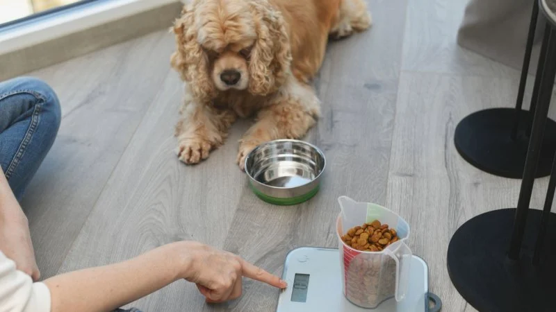 How to Help Your Dog Lose Weight Safely with Effective Tips