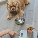 How to Help Your Dog Lose Weight Safely with Effective Tips