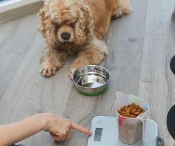 How to Help Your Dog Lose Weight Safely with Effective Tips