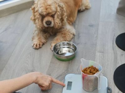 How to Help Your Dog Lose Weight Safely with Effective Tips