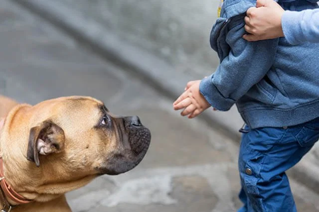 How to Help Dogs With Fear of People