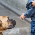 How to Help Dogs With Fear of People