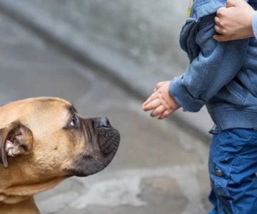 How to Help Dogs With Fear of People