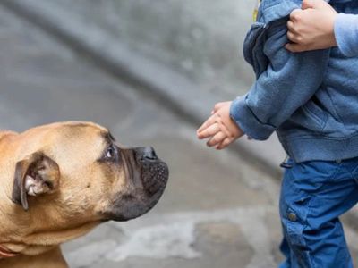 How to Help Dogs With Fear of People