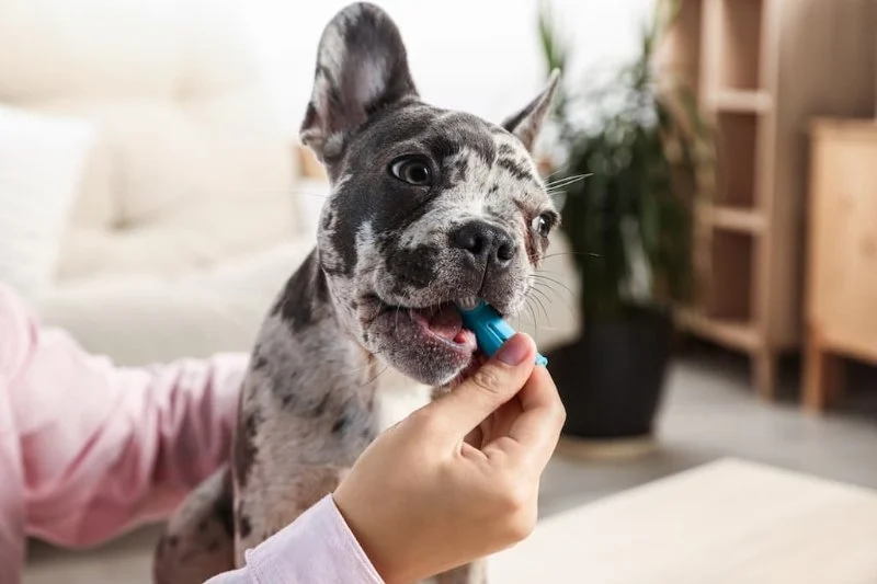 Why Do Dogs Have Bad Breath and What Helps