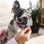 Why Do Dogs Have Bad Breath and What Helps