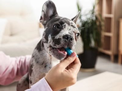 Why Do Dogs Have Bad Breath and What Helps