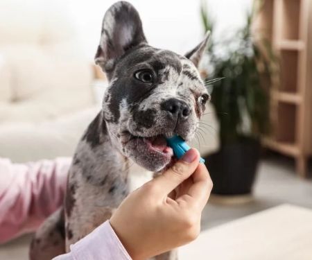 Why Do Dogs Have Bad Breath and What Helps