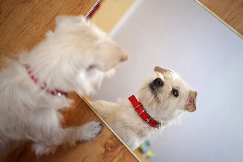 Why Dogs Chase Their Tail in Front of Mirrors – Understanding the Behavior
