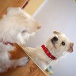 Why Dogs Chase Their Tail in Front of Mirrors – Understanding the Behavior