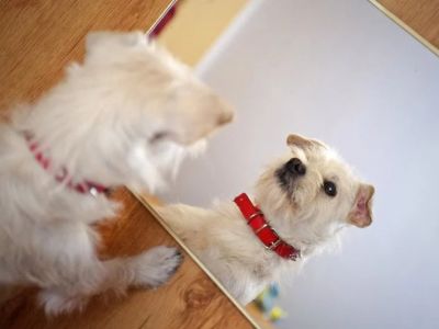 Why Dogs Chase Their Tail in Front of Mirrors – Understanding the Behavior