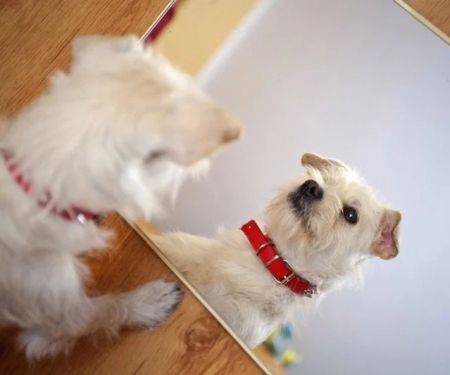 Why Dogs Chase Their Tail in Front of Mirrors – Understanding the Behavior
