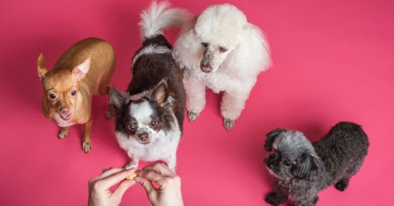 Best Puppy Supplements for Growth and Immunity | Pet & Puppy