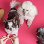Best Puppy Supplements for Growth and Immunity | Pet & Puppy