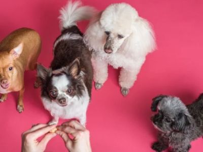 Best Puppy Supplements for Growth and Immunity | Pet & Puppy