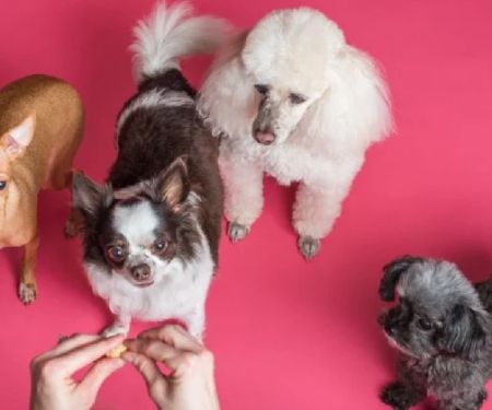 Best Puppy Supplements for Growth and Immunity | Pet & Puppy