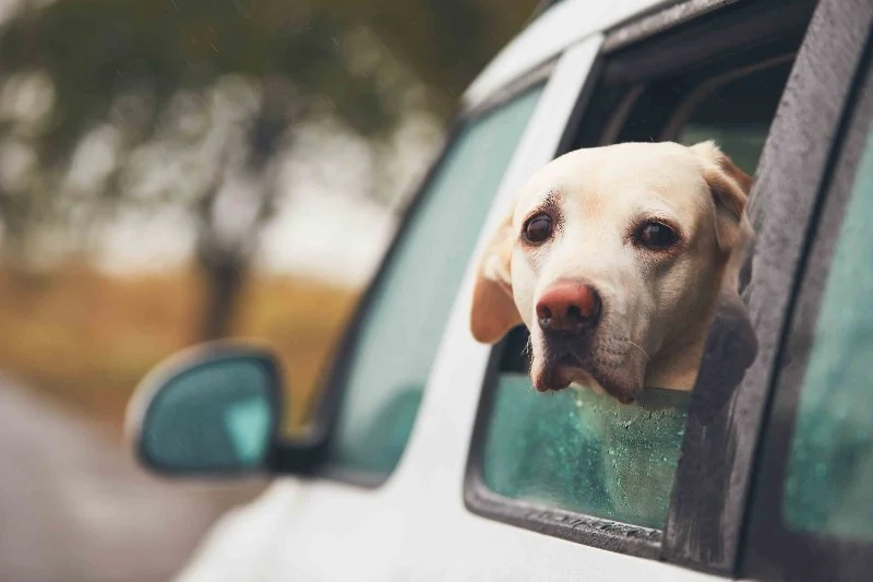 How to Help Dogs With Fear of Cars Using Safe Training Methods