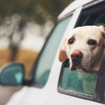 How to Help Dogs With Fear of Cars Using Safe Training Methods