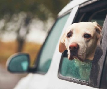 How to Help Dogs With Fear of Cars Using Safe Training Methods