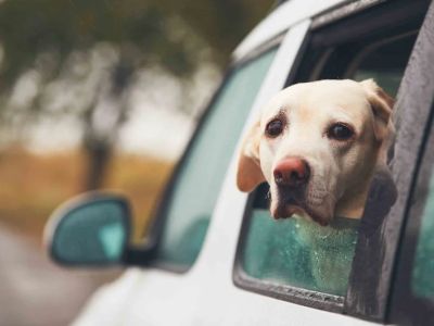 How to Help Dogs With Fear of Cars Using Safe Training Methods