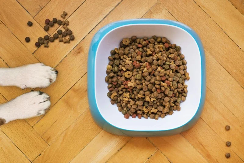 Best Dog Foods for Sensitive Skin and Allergies | Pet & Puppy