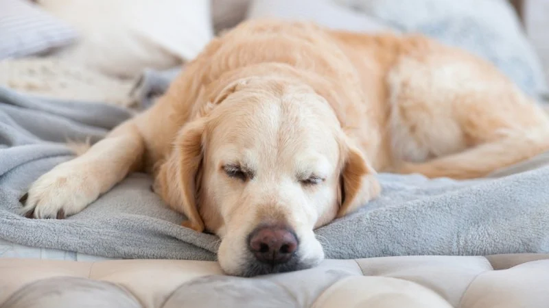 Why Is My Dog Breathing Fast While Sleeping? Causes and Guide