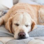 Why Is My Dog Breathing Fast While Sleeping? Causes and Guide