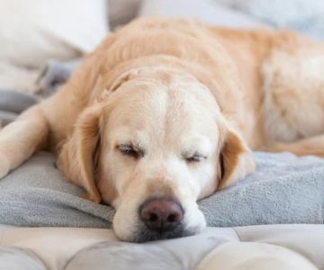 Why Is My Dog Breathing Fast While Sleeping? Causes and Guide