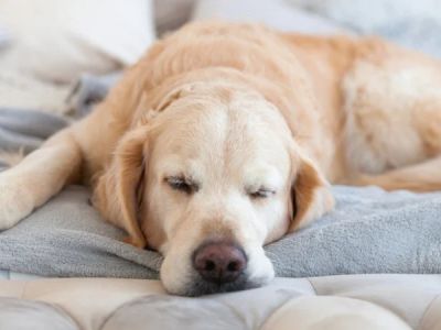 Why Is My Dog Breathing Fast While Sleeping? Causes and Guide