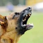 Why Is My Dog Sensitive to Loud Noises? Causes and Solutions