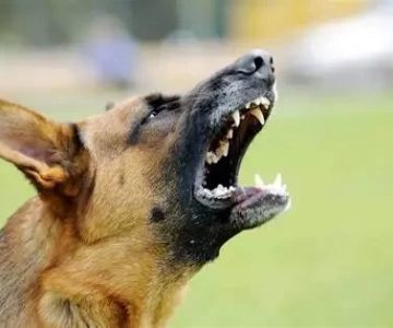 Why Is My Dog Sensitive to Loud Noises? Causes and Solutions