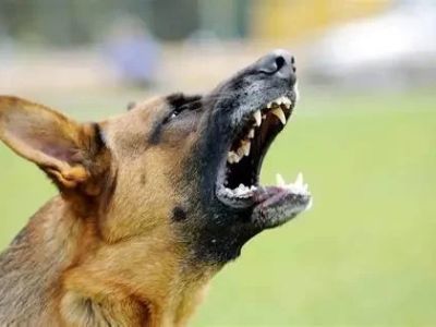 Why Is My Dog Sensitive to Loud Noises? Causes and Solutions