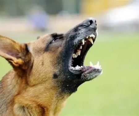 Why Is My Dog Sensitive to Loud Noises? Causes and Solutions
