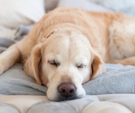 Why Is My Dog Breathing Fast While Sleeping? Causes, Warning Signs, and Solutions