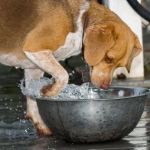 Why Do Dogs Paw at Their Water Bowl? Understanding the Behavior