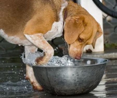 Why Do Dogs Paw at Their Water Bowl? Understanding the Behavior