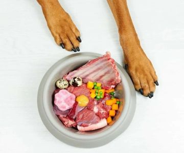 Best Dog Foods for Allergies and Sensitive Skin: Expert Recommendations