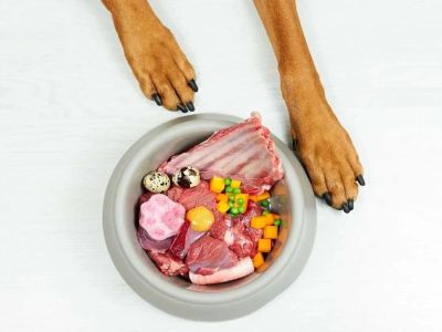Best Dog Foods for Allergies and Sensitive Skin: Expert Recommendations