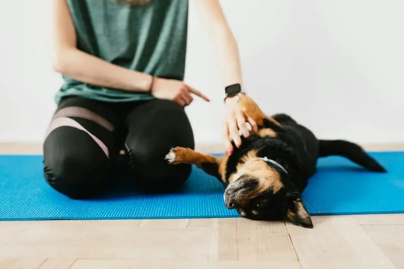 How to Train Dogs to Stay Calm in Busy Environments