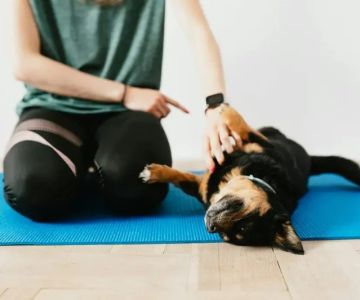 How to Train Dogs to Stay Calm in Busy Environments