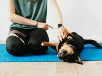 How to Train Dogs to Stay Calm in Busy Environments