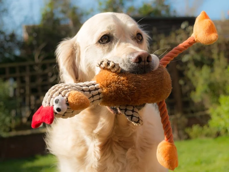 How to Help Dogs With Fear of Fetch Toys | Pet & Puppy