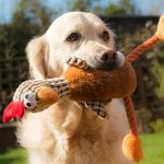 How to Help Dogs With Fear of Fetch Toys | Pet & Puppy